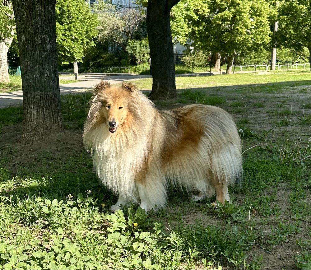 Щенки колли довгошерста