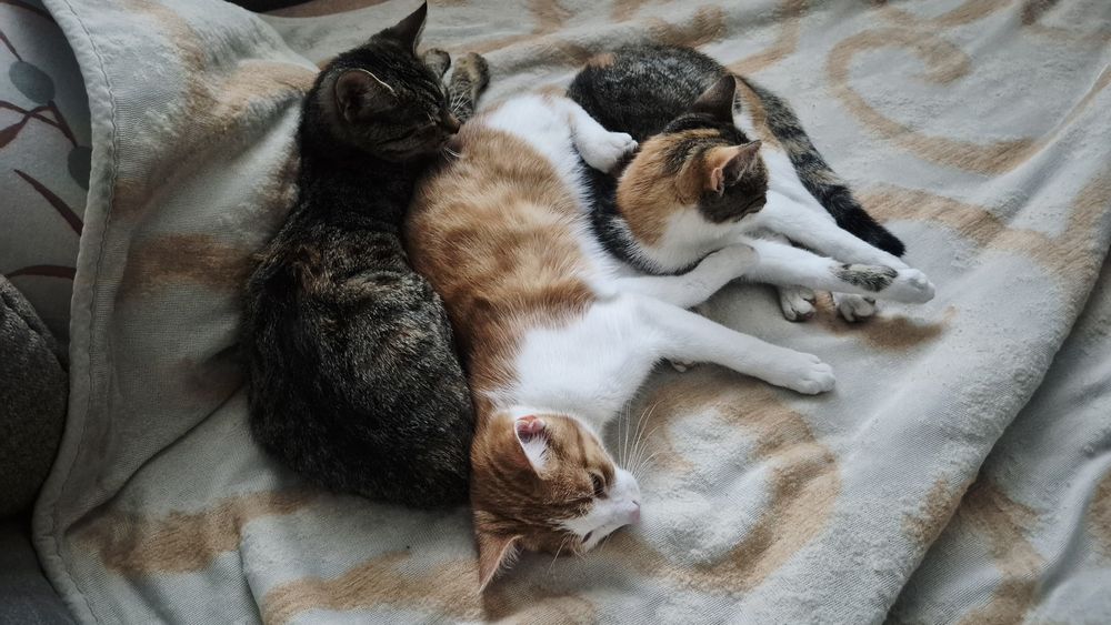 3 kotki szukają domu. Oddam