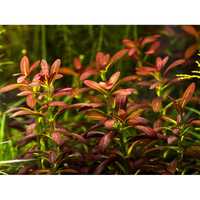 Rotala Sunset rarytas