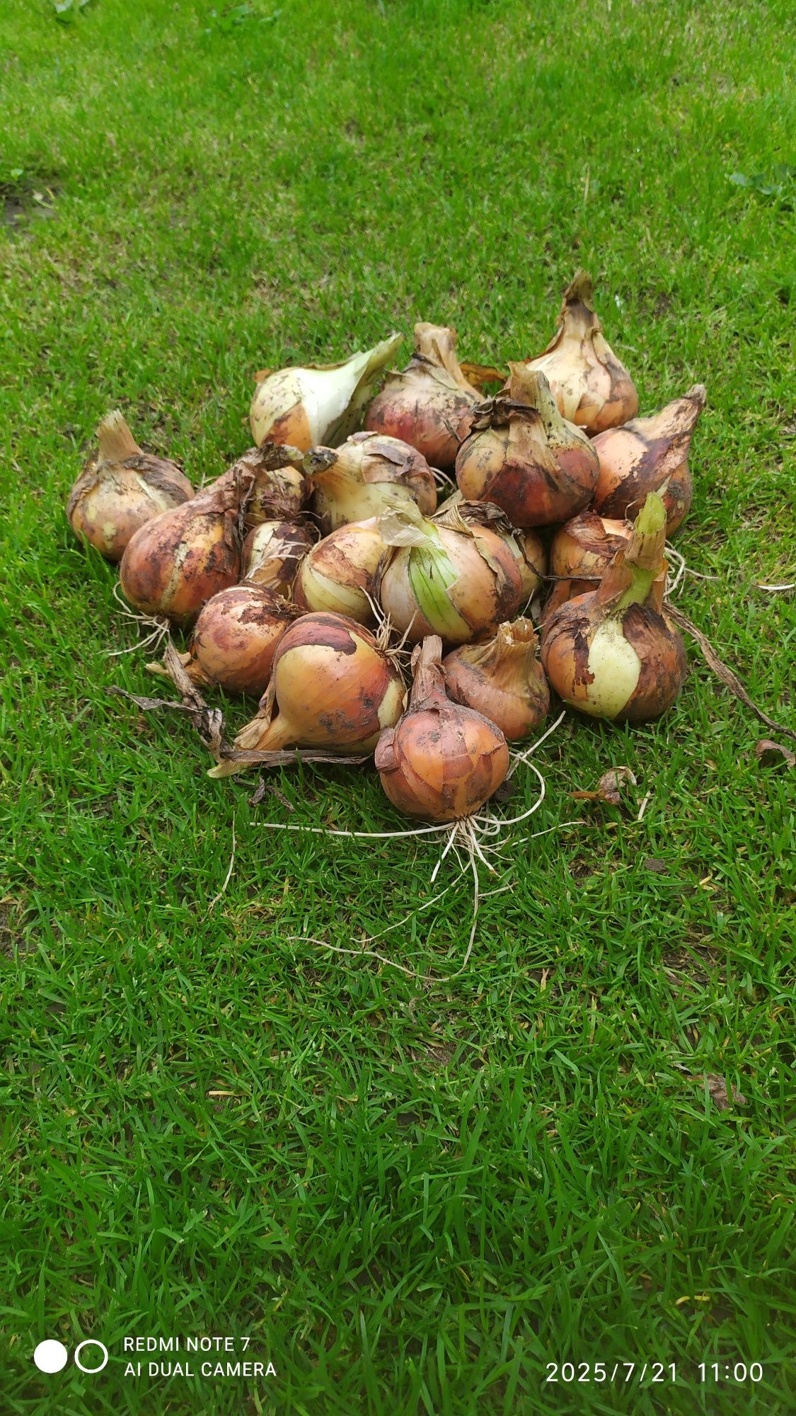 Cebula ekologiczna