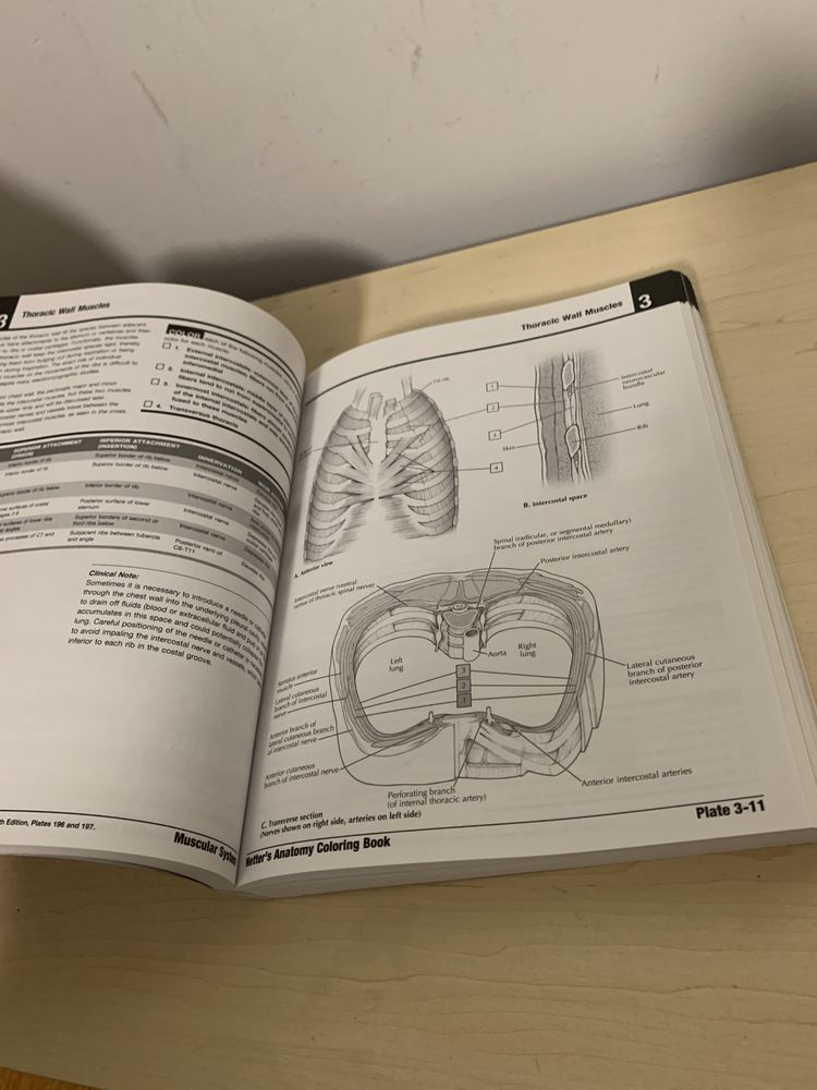 NETTER’S ANATOMY coloring book 2 updated edition