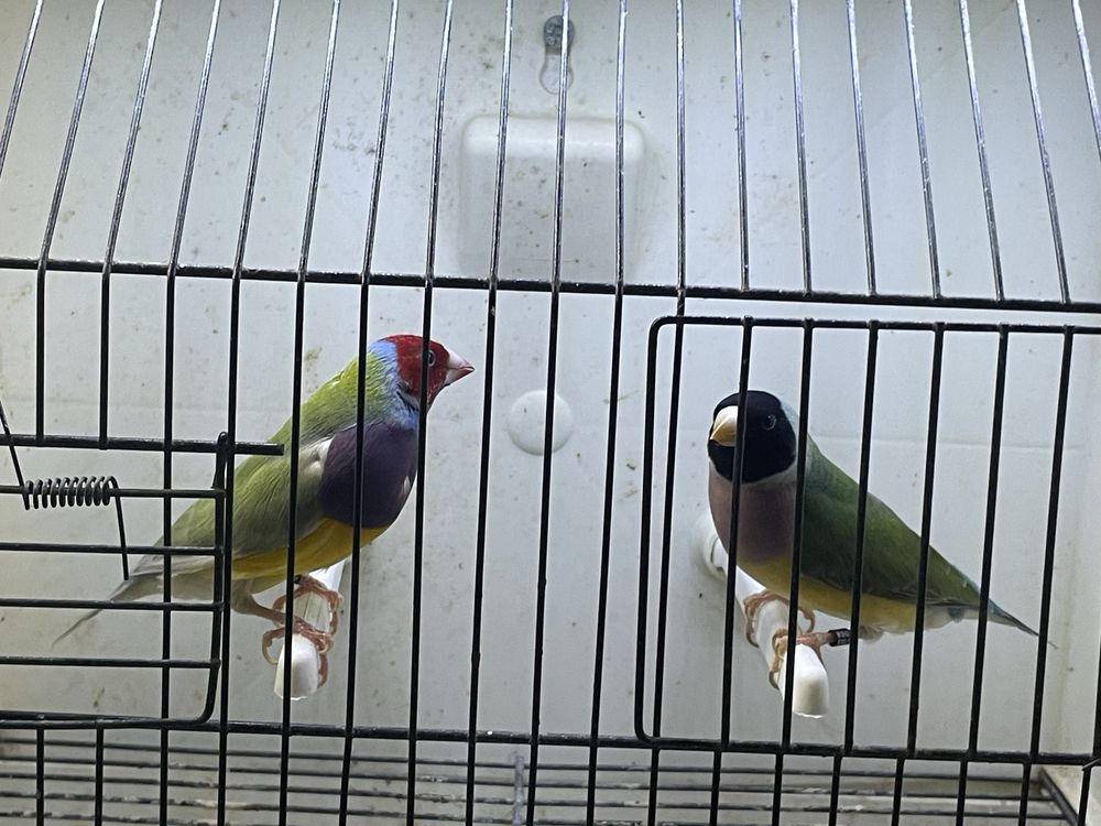 Diamantes de gould