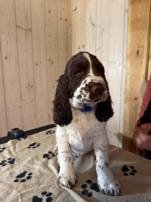 Springer Spaniel Angielski szczenię piesek