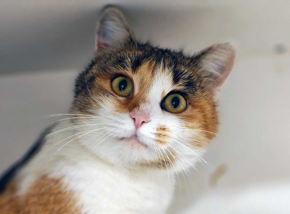 1 рік, чарівна киця Ізюмка, родина відгукнись. Коти, киці