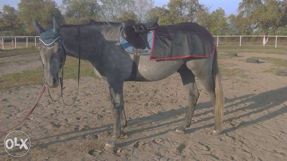 Derki treningowe dla konia