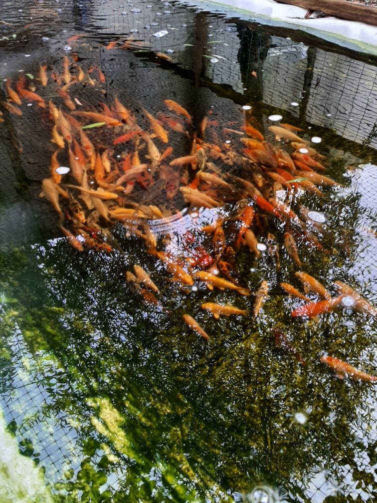 Carpas Koi venda