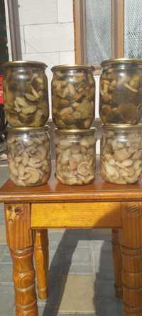 Продам гриби залениці і мастята