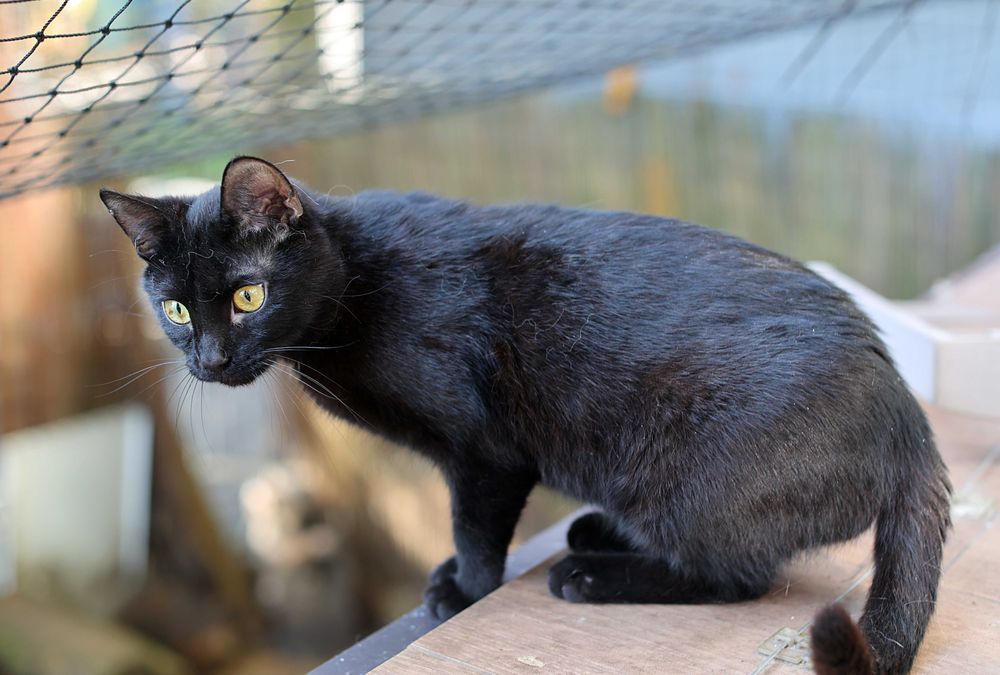 daj na wspólny dom, mamy felv+