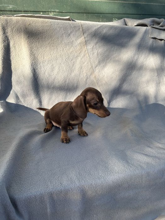 Teckel macho miniatura