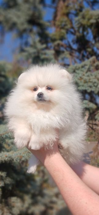 Белая девочка MINI шпиц !