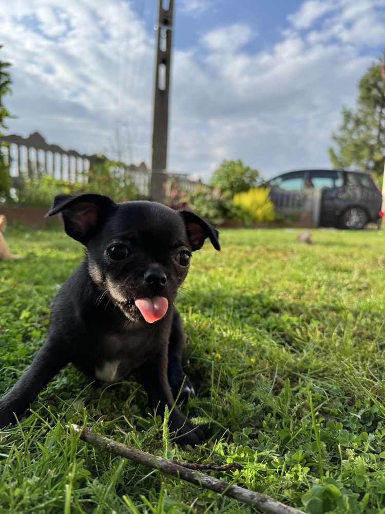 Piesek rasy Chihuahua gotowy do odbioru