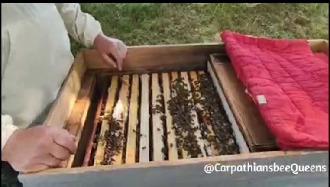 Бджоломатки Карпатка