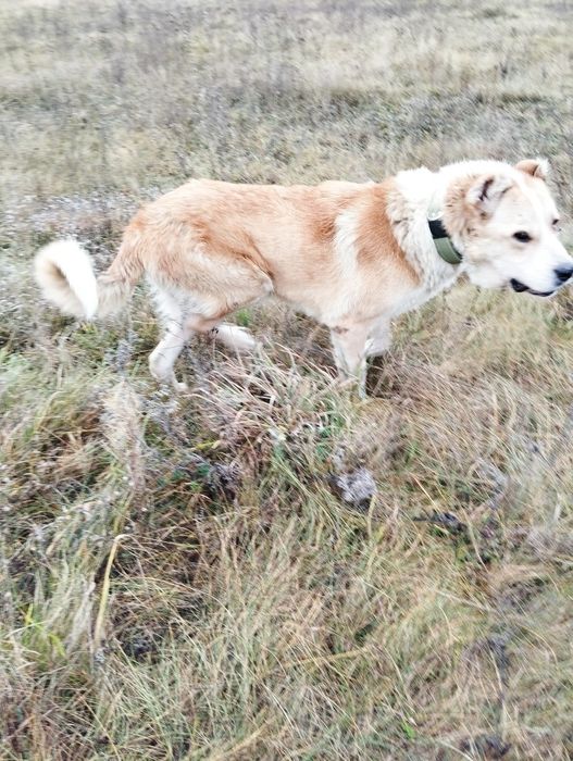Алабай , знайдено собаку , шукаю господарів чи новий дім