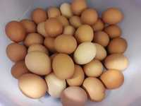 Vendo ovos caseiros