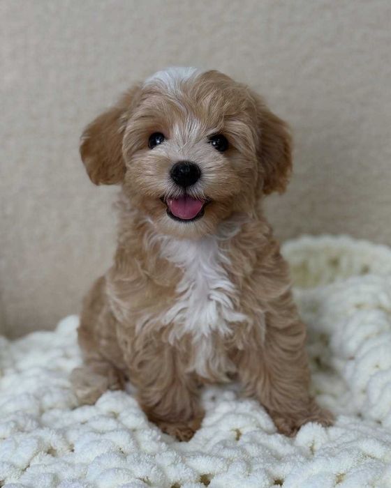 Maltipoo miniatur toy magnifico