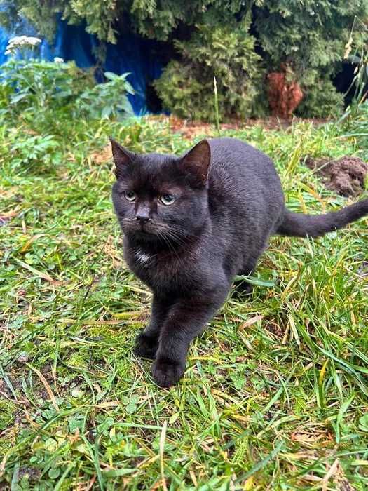 Czarna kotka do adopcji
