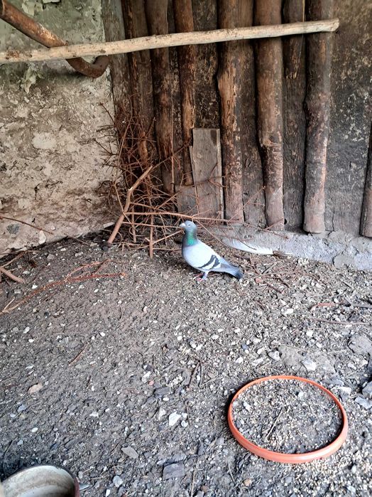 Sprzedam gołebie DV