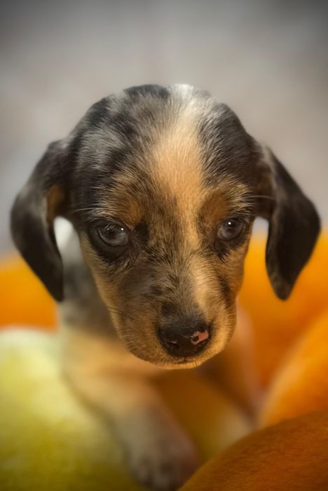 Jamnik miniaturowy piebald merle cudna sunia