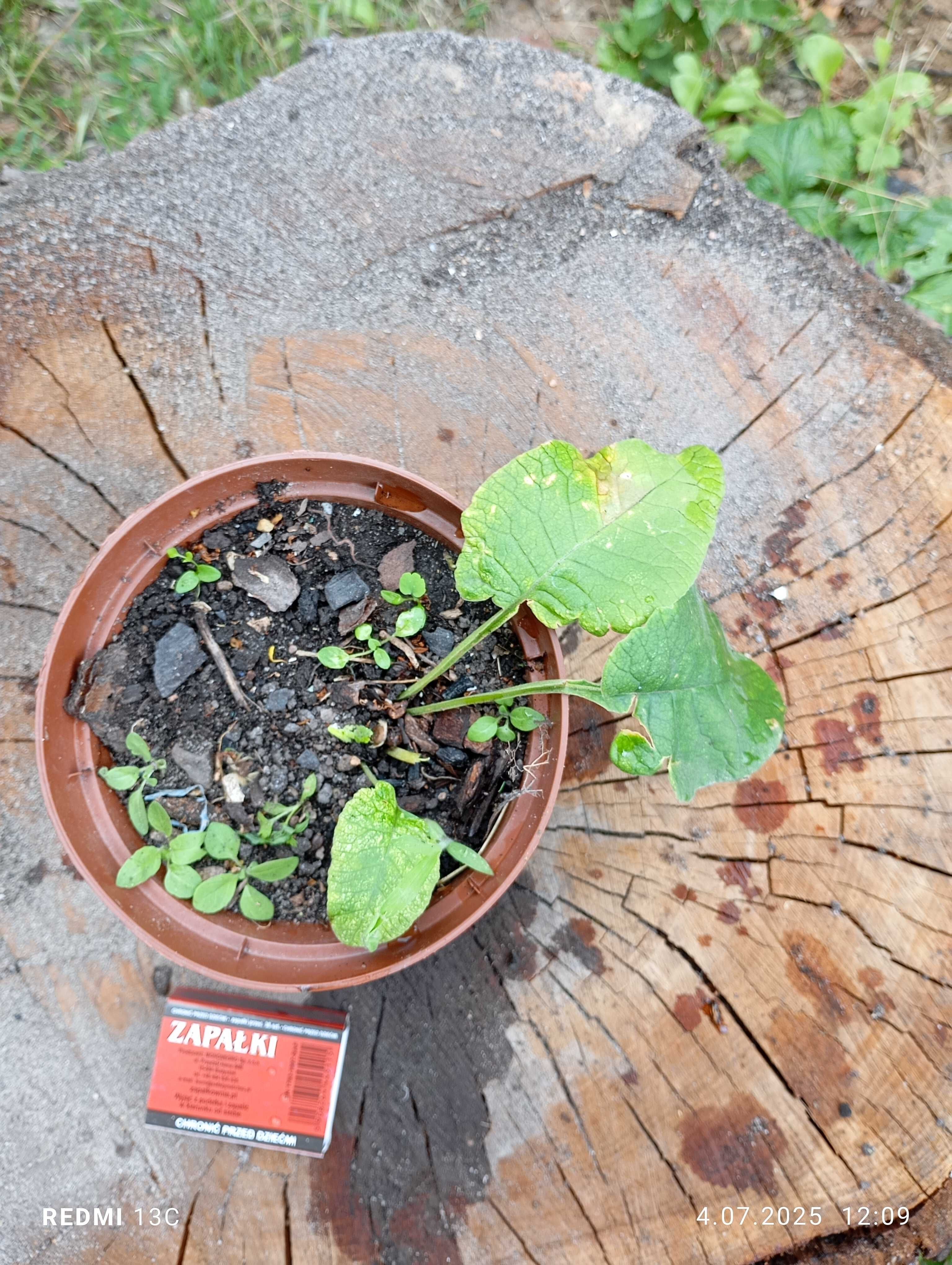 Rośliny do cienia. Zestaw zadarniający do cienia.