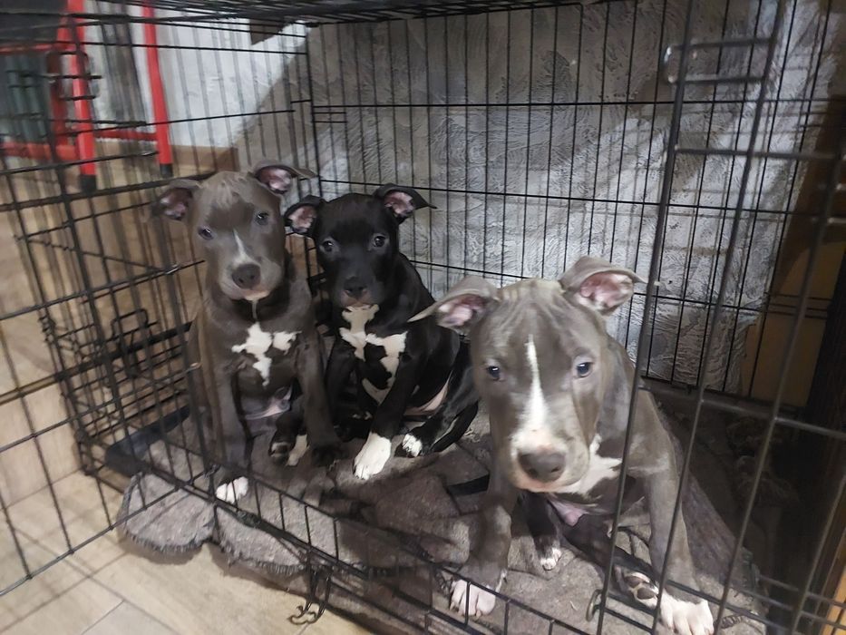 Амстаф, чорно-білі та сірі з гарним родоводом