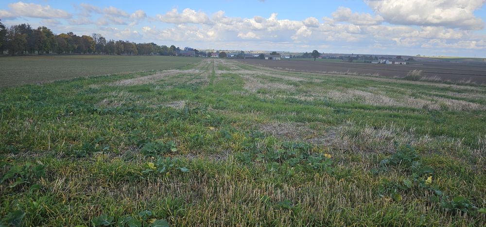 Działki Rolne , Czarnoziemy  przy drodze 1,5 ha Zimno gmina Łaszczów