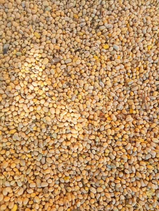 Насіння сої 2025 року