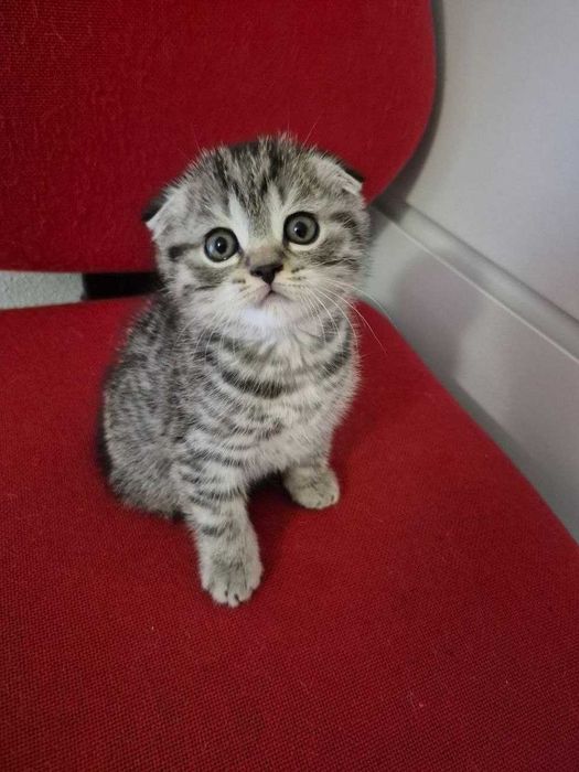 Gatinho "Scotish Fold"