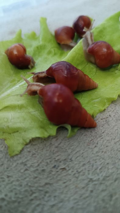 Равлики морковки