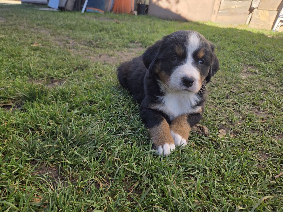 Berneński pieski pasterski