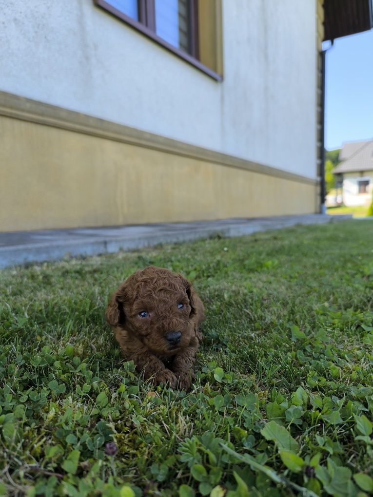 Pudel toy Red Brown Chińczyk