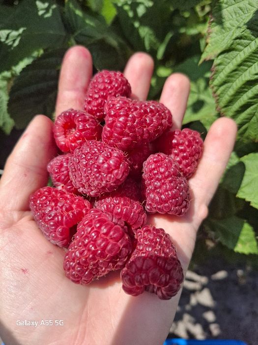 Продам саджанці малини,Сорт Джоан Джей