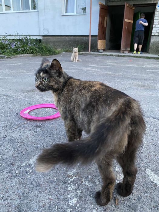 Чарівна стерилізована киця Черепашка