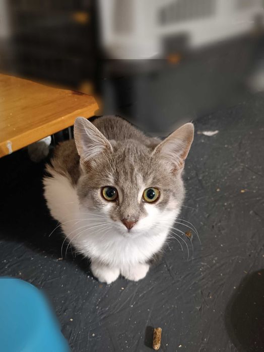 Красуні досі без дому... Скучають