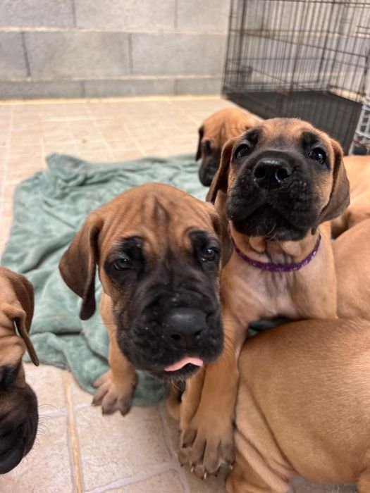 Dogue alemao dourado