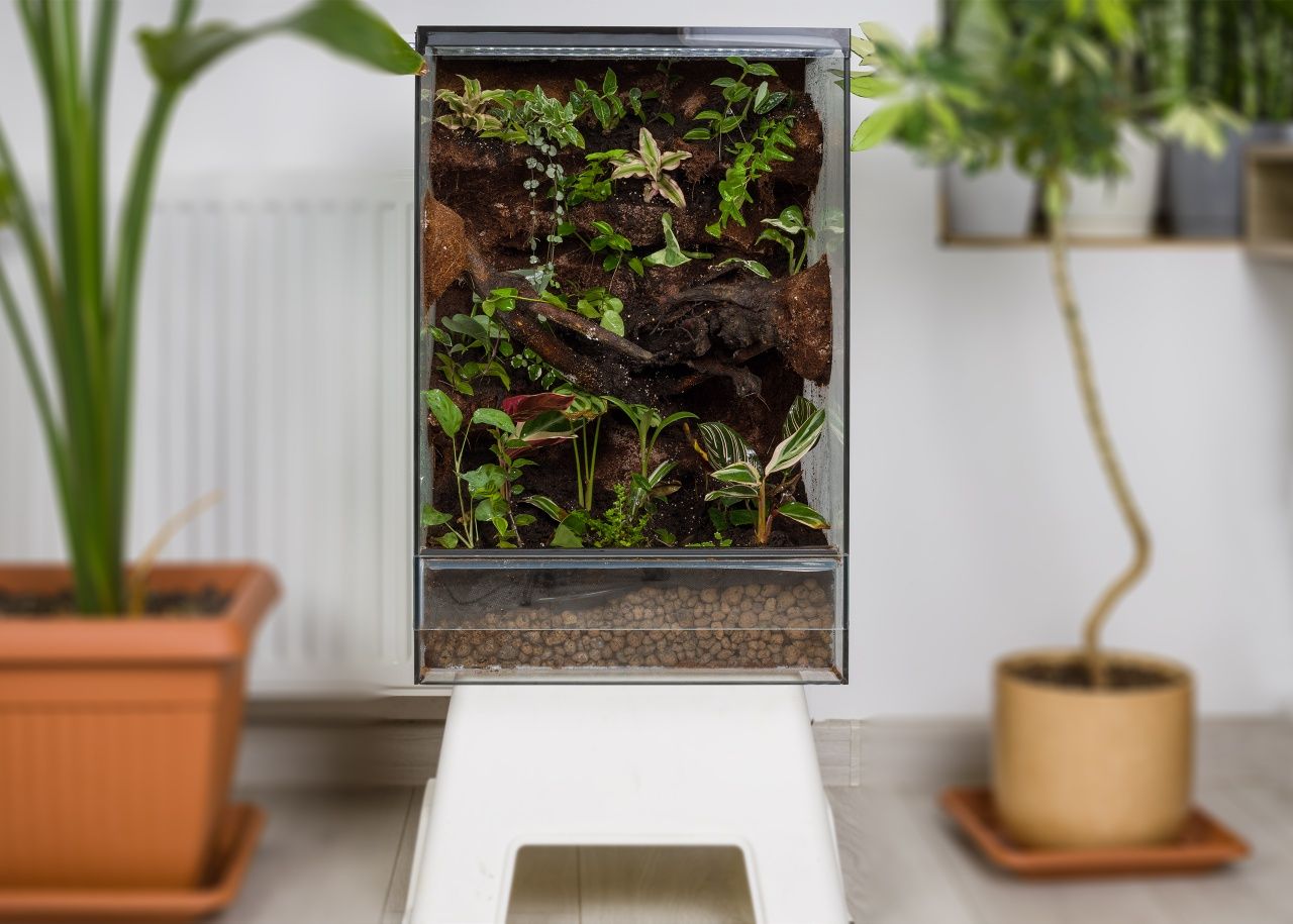 Terrarium tropikalne 40x40x60