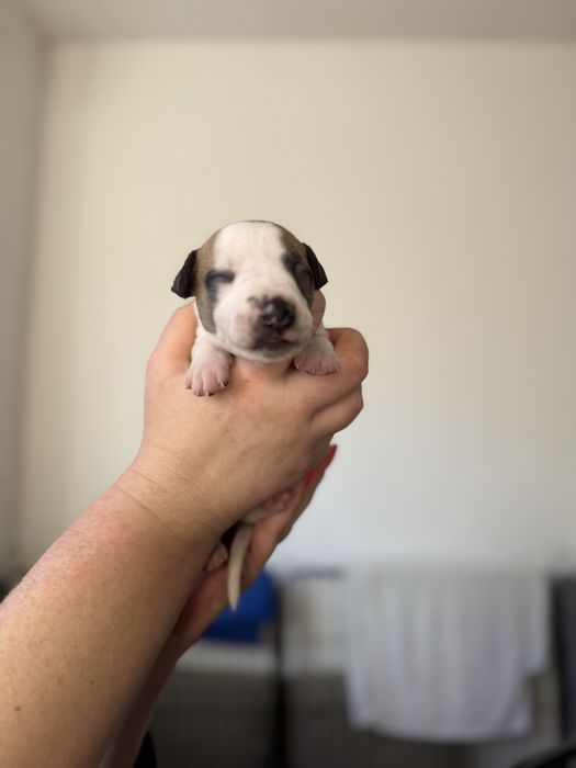 Whippet samiec Himiros EVEREST