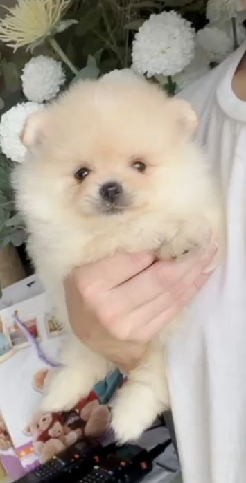 Spitz Anão/ Lulu da Pomerânia  Russo . Mini.. Lop e Afixo Pedigree.Lop