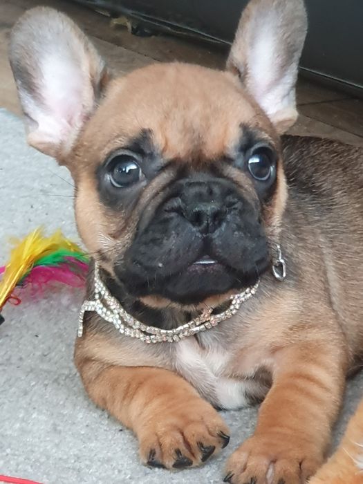 Buldog francuski/ Cudowne sunie