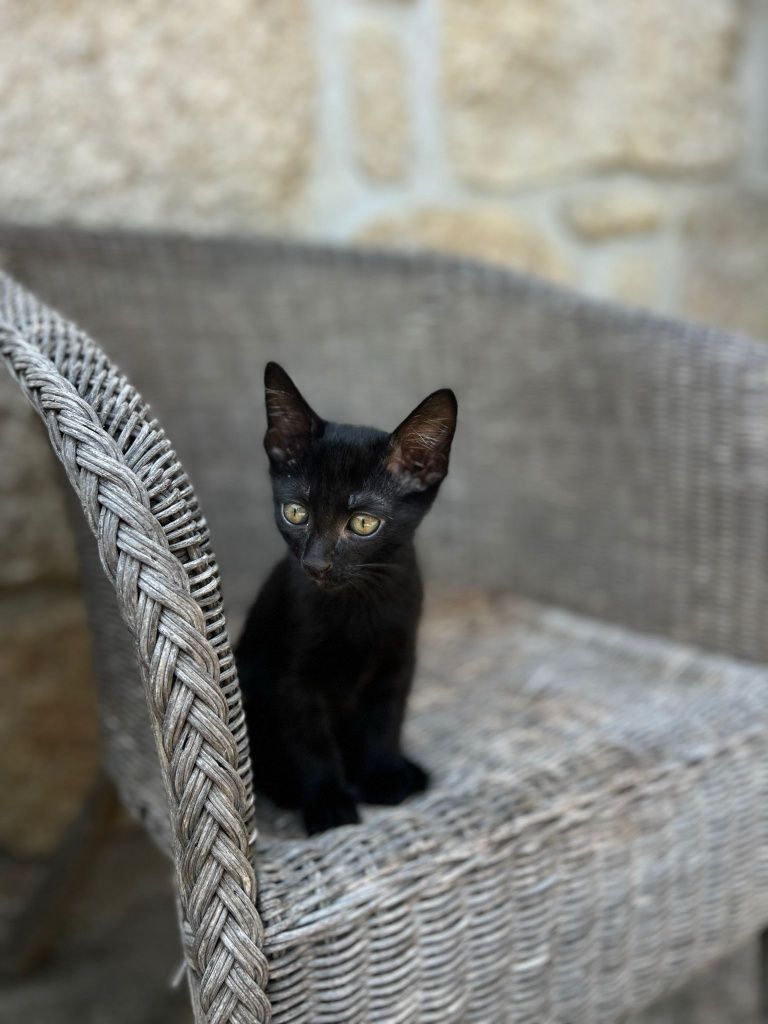 Gatinhos para Adoção Responsável