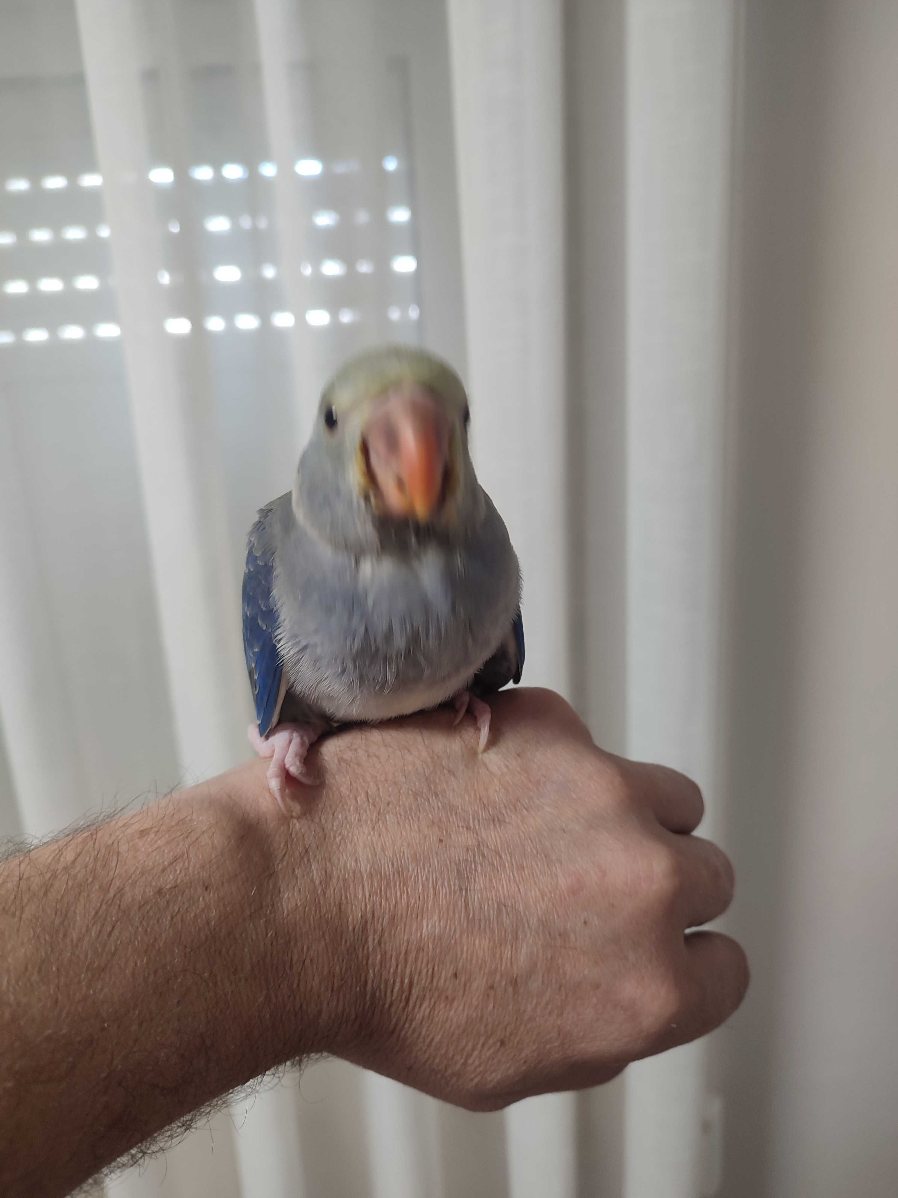 Ring neck violeta turquesa