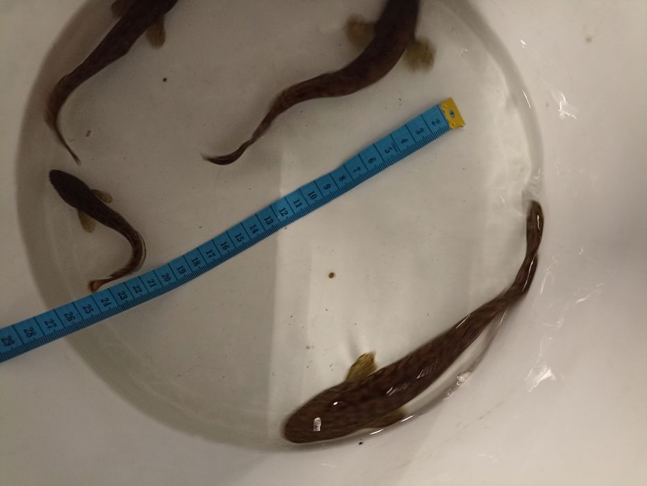 Sandacz narybek kroczek