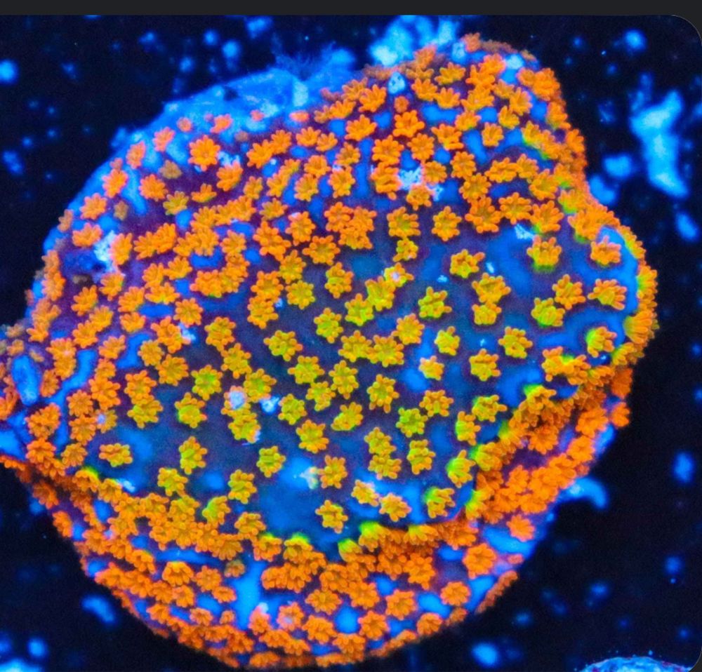 Montipora RAINBOW. Koralowiec