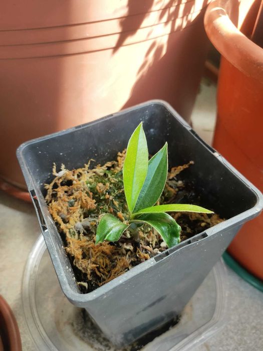 Mabolo / Velvet Apple (Planta / Fruto Tropical Raro)