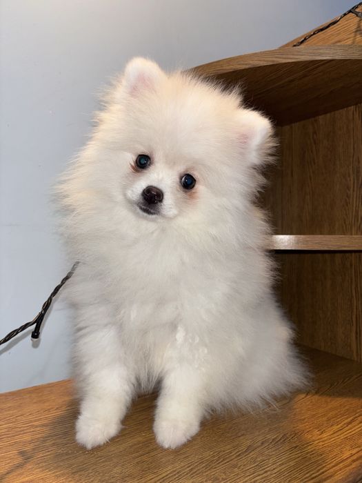 Шикарна дівчинка померанський шпіц (5міс)