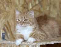 Малышка Лава котенок 7 мес, красавица кошка, ручная и милейшая