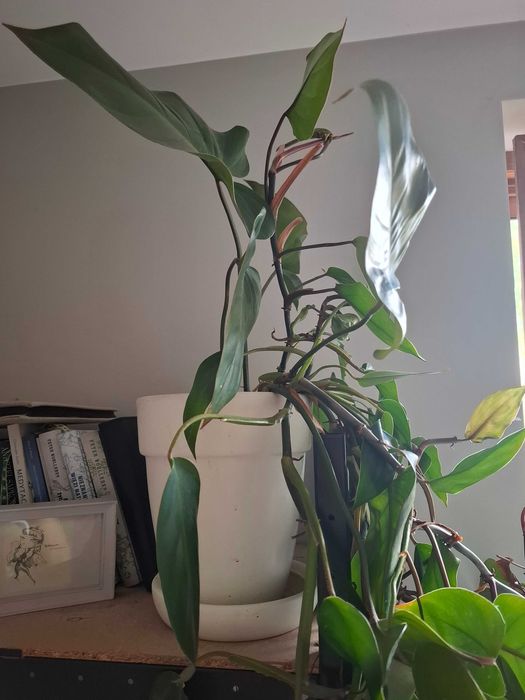 duża ceramiczna doniczka i filodendron red emerald