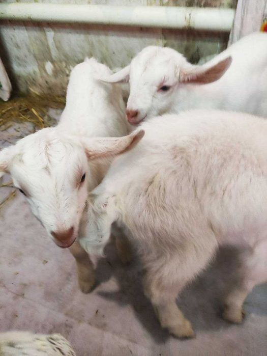 Козенята, дві дівчинки та три хлопчика. Нікополь, Дн-кої обл.