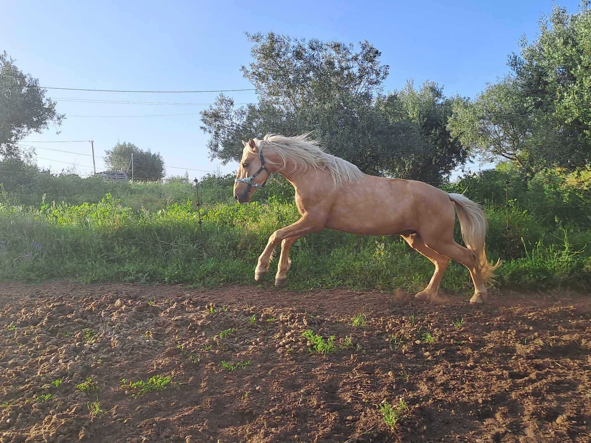 Cavalo palomino inteiro montado