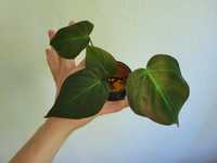 Philodendron micans