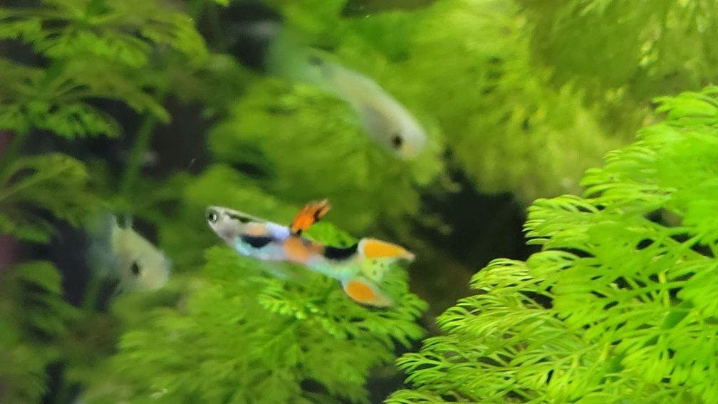 SUPER oportunidade 30 Guppies  Hendler